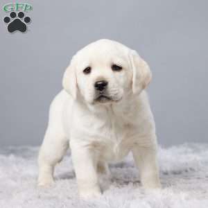 Oliver, Yellow Labrador Retriever Puppy